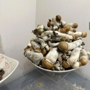 Penis envy magic mushrooms New York